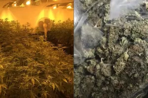 Operace »HVALA«: Policie rozbila mezinárodní marihuanový gang