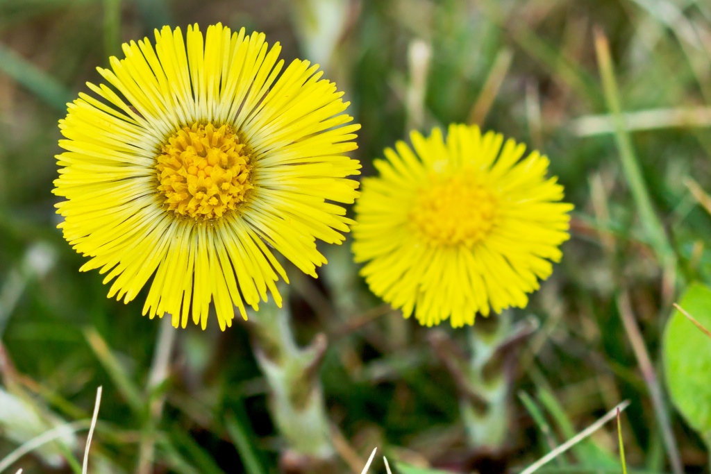 Podběl lékařský - Foto: Depositphotos