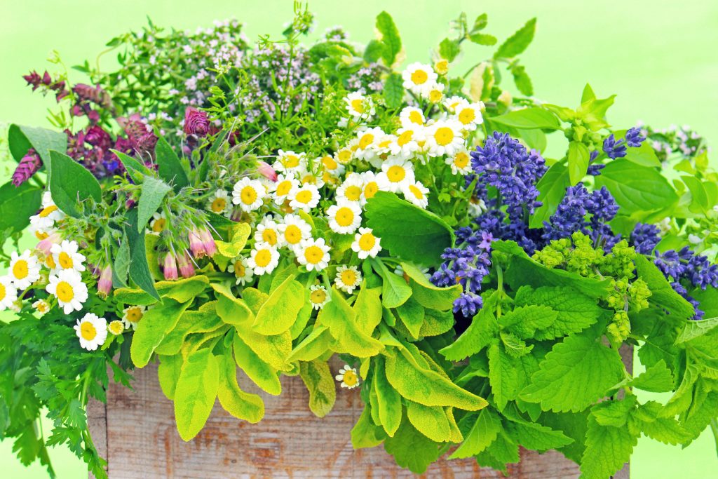 Léčivé rostliny - Foto: Depositphotos