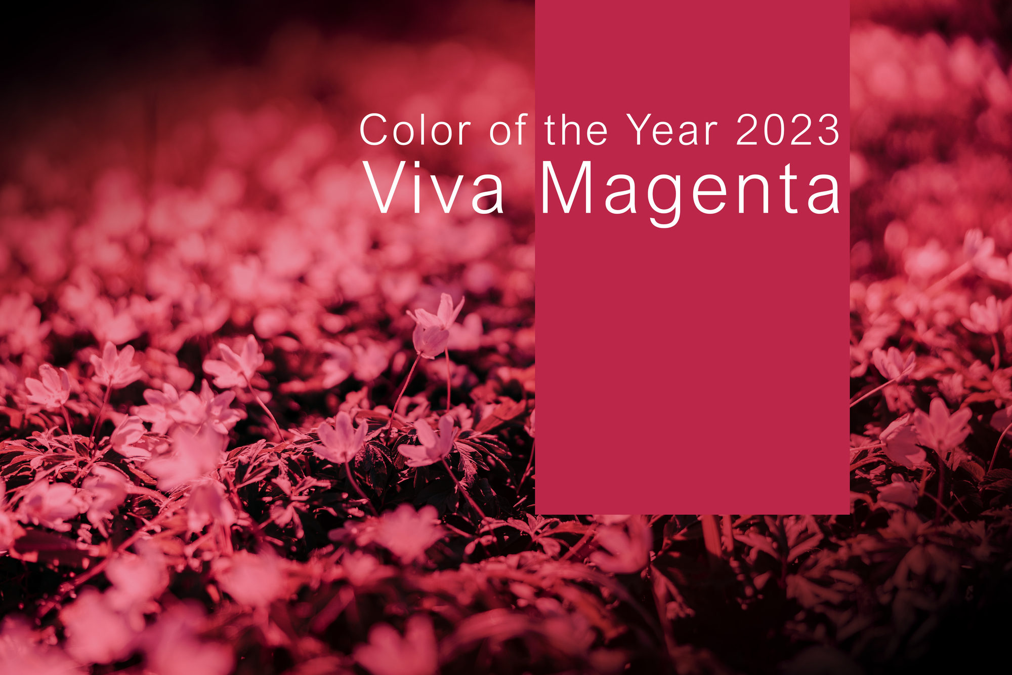Viva Magenta - Foto - Depositphotos