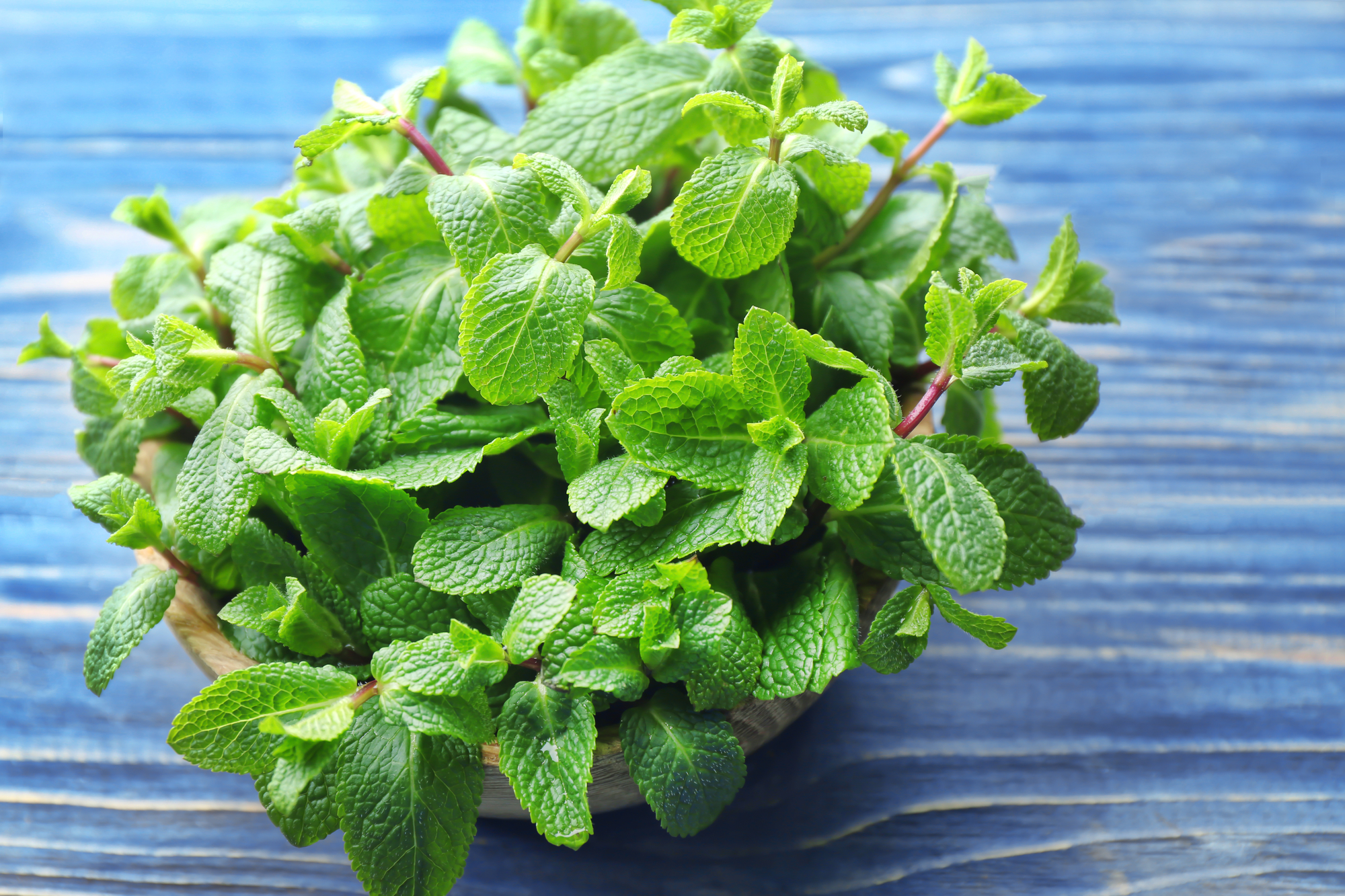 Meduňka lékařská - Foto: Depositphotos