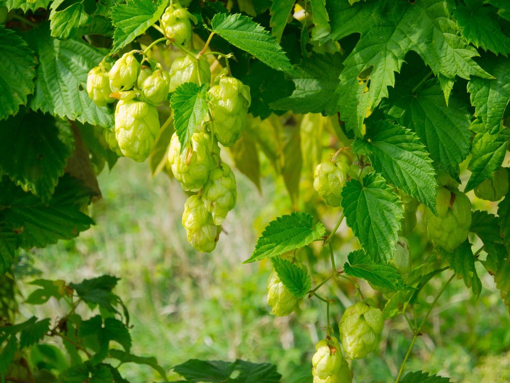 Chmel otáčivý / Foto: Depositphotos