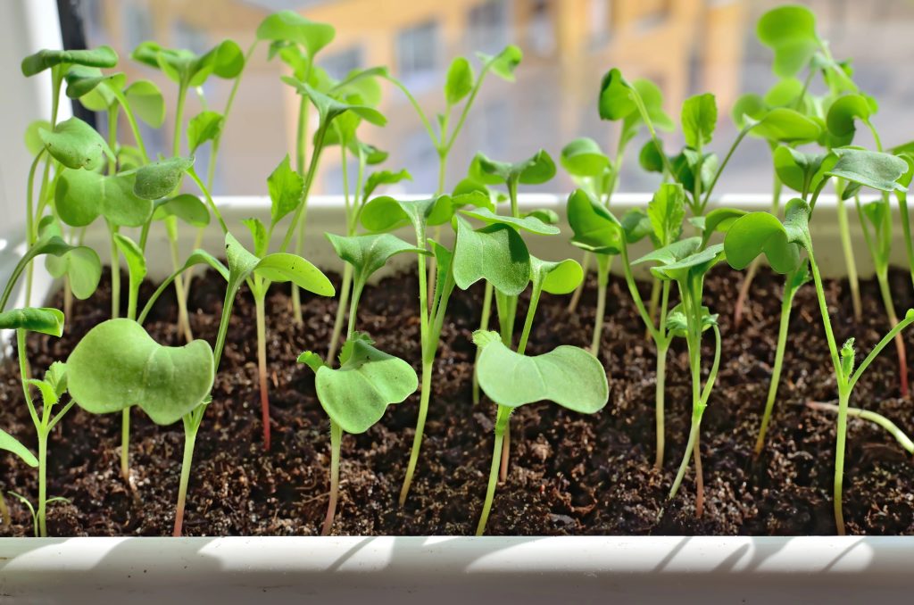 Ředkvičky v truhlíku