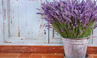 Levandule / Foto: Depositphotos