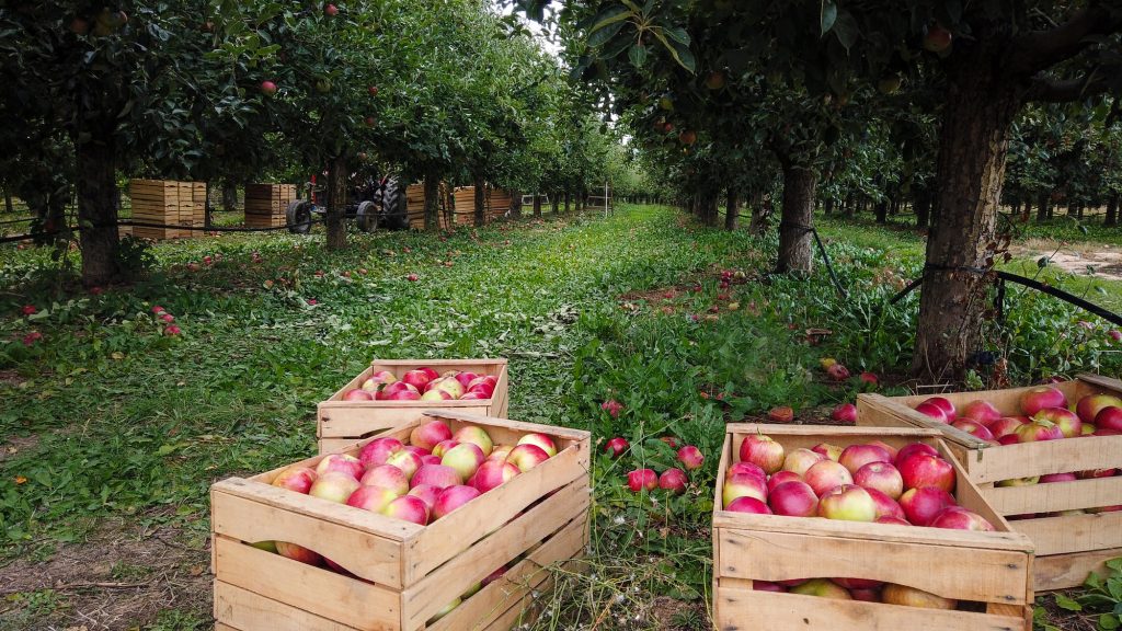 Skladování jablek / Foto: Depositphotos