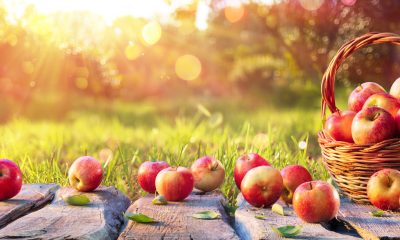 Sběr jablek / Foto: Depositphotos