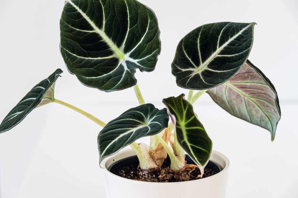 Alocasia Black Velvet / Foto: Depositphotos