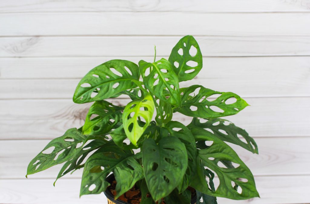 Monstera obliqua / Foto: Depositphotos