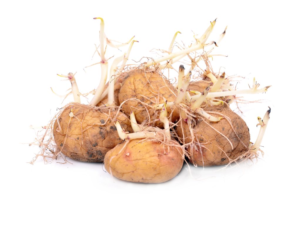 klíčení brambor / Foto: Depositphotos