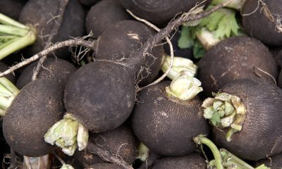 černá ředkev / Foto: Depositphotos