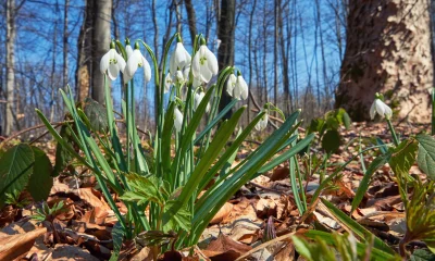 sněženky / Foto: Depositphotos