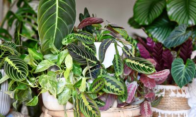 Tropické rostliny/ Foto: Depositphotos