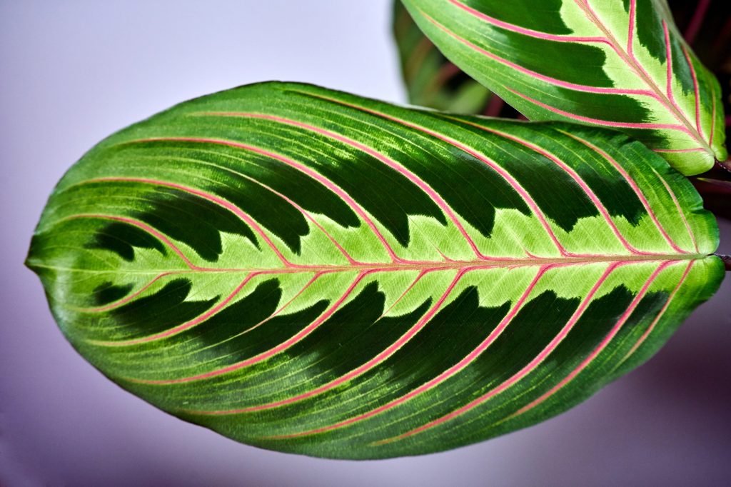 Maranta fascinator / Foto: Depositphotos