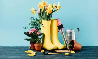 Přichází jaro na zahradu / Foto: Depositphotos