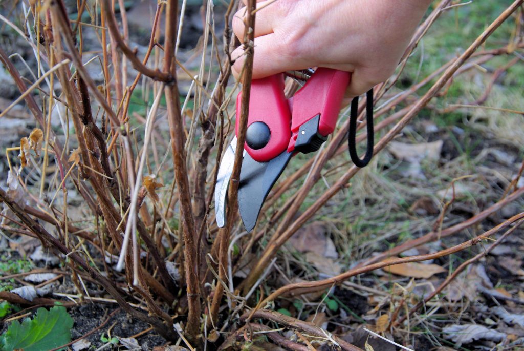 Řez hortenzií / Foto: Depositphotos